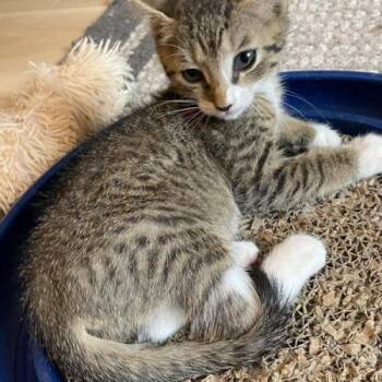 Pepi -  Domestic Short Hair Cat for Adoption in Tampa, Florida - Pepi | PetCurious