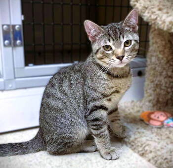 Rescue Domestic Short Hair Cats for Adoption in Seal Beach, California - Kitten Tux | PetCurious