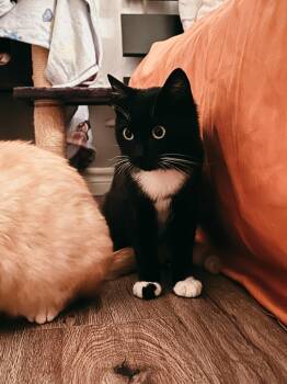 Rescue Domestic Short Hair Cats for Adoption in Arthur, Ontario - Mayer | PetCurious