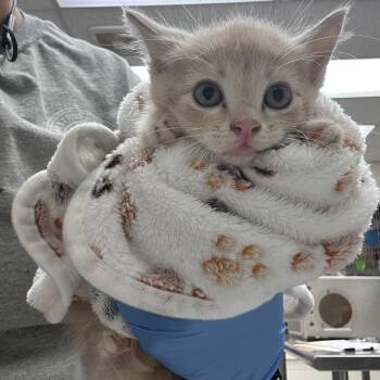 Tabasco 26-06-018 -  Domestic Short Hair Cat Available for Adoption in Bastrop, Texas - Tabasco 26-06-018 | PetCurious