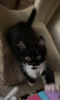 Rarity -  Domestic Long Hair Cat for Adoption - Rarity | PetCurious