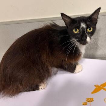 Beans -  Domestic Medium Hair Cat Available for Adoption in Tampa, Florida - Beans | PetCurious