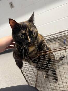 FRANKIE -  Domestic Short Hair Cat for Adoption in Kalamazoo, Michigan - FRANKIE | PetCurious
