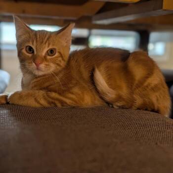 Chorizo -  Domestic Short Hair Cat for Adoption in La Grange, Kentucky - Chorizo | PetCurious