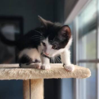 Poppy -  Domestic Short Hair Cat for Adoption in Sarasota, Florida - Poppy | PetCurious