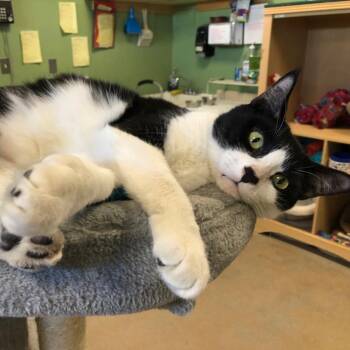 Amelia #23-172 -  Domestic Short Hair Cat for Adoption in Branford, Connecticut - Amelia #23-172 | PetCurious