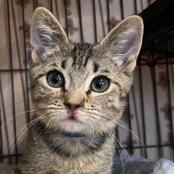 Skylar -  Domestic Short Hair Cat for Adoption in Peachtree City, Georgia - Skylar | PetCurious