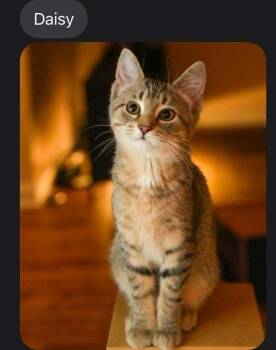 Daisy -  Domestic Short Hair Cat for Adoption in Lewisburg, Pennsylvania - Daisy | PetCurious