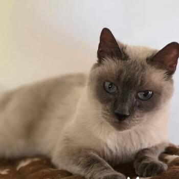 Siamese Cats Available for Adoption in Austin, Texas - Morrison | PetCurious