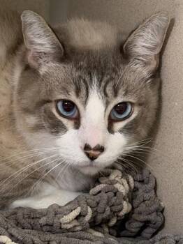 James -  Domestic Short Hair Cat for Adoption in Bellevue, Washington - James | PetCurious
