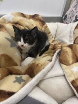 Dandelion -  Tuxedo Cat for Adoption in Parlier, California - Dandelion | PetCurious