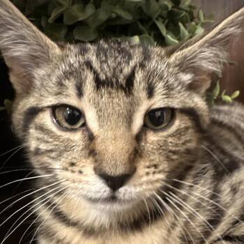 Biscuit -  Domestic Short Hair Cat for Adoption in Grantsville, Utah - Biscuit | PetCurious