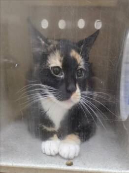 Domestic Short Hair Cats Available for Adoption in Derwood, Maryland - CHERRY | PetCurious