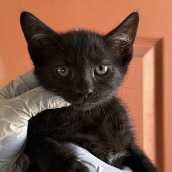 Domestic Short Hair Cats Available for Adoption in Huntington Beach, California - Greg | PetCurious