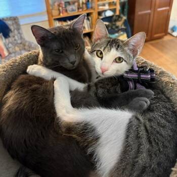 Rescue Domestic Short Hair and Tabby Cats for Adoption in Morrison, Colorado - Gabriel VanDeusen | PetCurious