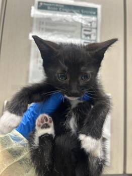 Domestic Short Hair Cats Available for Adoption in Las Vegas, Nevada - FLOR | PetCurious