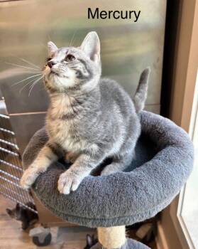 Mercury -  Domestic Short Hair Cat for Adoption in Cromwell, Kentucky - Mercury | PetCurious