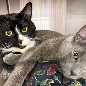 Deuces (Oreo) -  Domestic Short Hair and Mixed Breed Cat for Adoption in Ashtabula, Ohio - Deuces (Oreo) | PetCurious