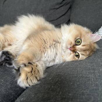 Colette -  British Shorthair and Persian Cat for Adoption in Naperville, Illinois - Colette | PetCurious