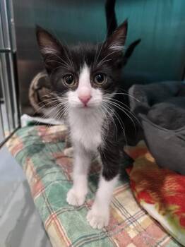 Donahue -  Domestic Medium Hair Cat for Adoption in Wellington, Kansas - Donahue | PetCurious