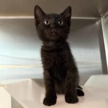 Linda Ronstadt -  Domestic Short Hair Cat for Adoption in Los Angeles, California - Linda Ronstadt | PetCurious