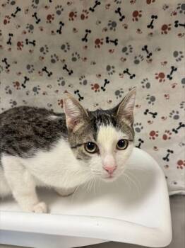 SPARKY -  Domestic Short Hair Cat for Adoption in Riverside, California - SPARKY | PetCurious