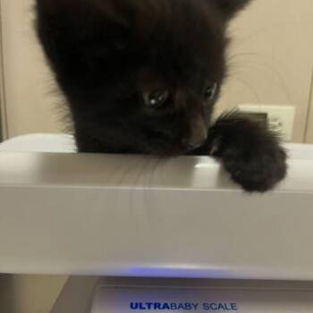 Adan -  Domestic Short Hair Cat for Adoption in Chicago, Illinois - Adan | PetCurious