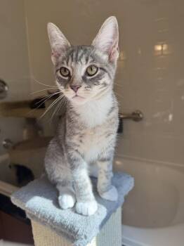 Jester - KITTEN in foster -  Domestic Short Hair Cat for Adoption in Alexandria, Virginia - Jester - KITTEN In Foster | PetCurious