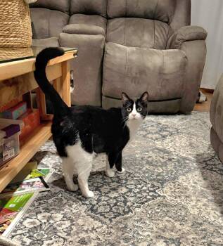 Domestic Short Hair Cats Available for Adoption in Muskego, Wisconsin - Annie - Bonded Sibling Pair | PetCurious