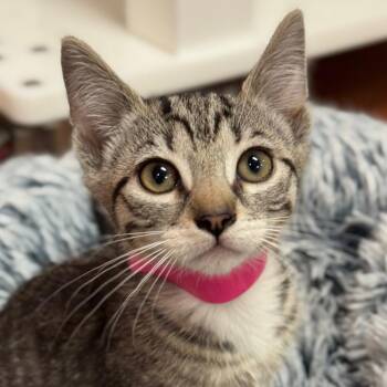 Betta -  Domestic Short Hair Cat for Adoption in Goleta, California - Betta | PetCurious