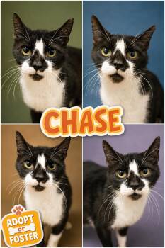 Chase aka Dash (FCID# 08/04/2026 - 40 Trainer) -  Domestic Short Hair Cat for Adoption in Greenville, Delaware - Chase Aka Dash (FCID# 08/04/2026 - 40 Trainer) | PetCurious