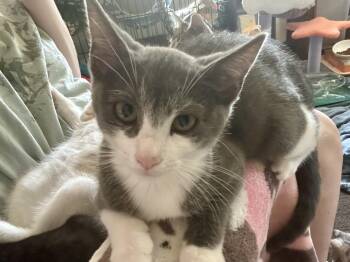Rosanna -  Domestic Short Hair Cat for Adoption in Warrington, Pennsylvania - Rosanna | PetCurious