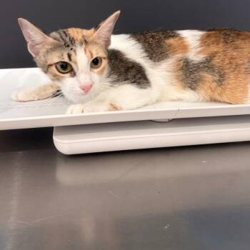 Felechia the Fair -  Domestic Short Hair Cat for Adoption in Livingston, Texas - Felechia The Fair | PetCurious