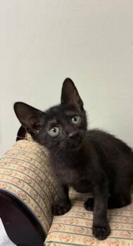 Spooky -  Domestic Short Hair Cat for Adoption in Picayune, Mississippi - Spooky | PetCurious