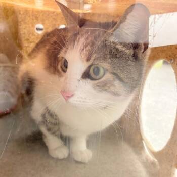 Domestic Short Hair Cats Available for Adoption - Vee | PetCurious