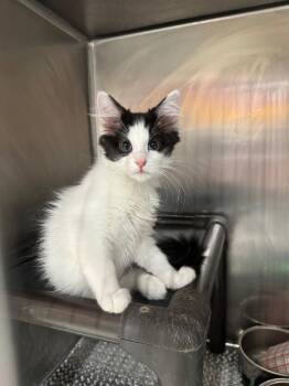 York Peppermint Patty -  Domestic Short Hair Cat for Adoption in Fort Lupton, Colorado - York Peppermint Patty | PetCurious