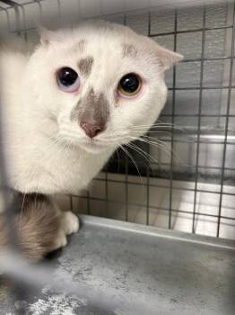 ROUNDY DOUNDY 4 -  Domestic Short Hair Cat for Adoption in Las Vegas, Nevada - ROUNDY DOUNDY 4 | PetCurious