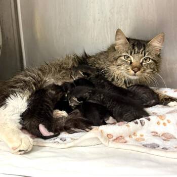 Domestic Medium Hair Cats Available for Adoption in Wheeling, Illinois - Charm | PetCurious
