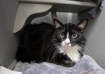 Domestic Long Hair Cats Available for Adoption - HERCULES | PetCurious