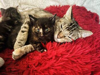 Tiger -  Domestic Short Hair and Torbie Cat for Adoption in Mooresville, North Carolina - Tiger | PetCurious
