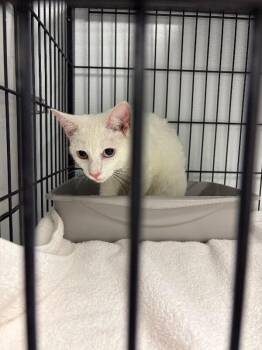 Domestic Short Hair Cats Available for Adoption - Zuri | PetCurious