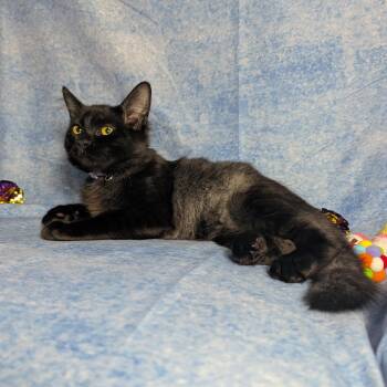 CJ (Female Teen Kitten) -  Domestic Medium Hair Cat for Adoption in Los Altos, California - CJ (Female Teen Kitten) | PetCurious