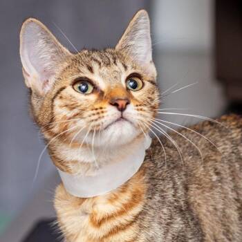 Lainey -  Domestic Short Hair Cat for Adoption in Hattiesburg, Mississippi - Lainey | PetCurious