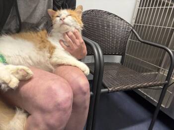 Domestic Long Hair Cats Available for Adoption in St. Augustine, Florida - Juno | PetCurious