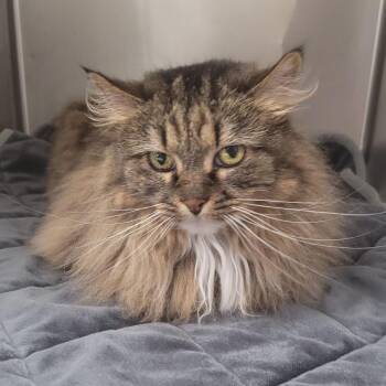 Domestic Long Hair Cats Available for Adoption in East St. Louis, Illinois - Ellie-C | PetCurious