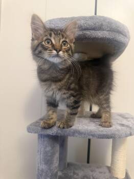 Domestic Long Hair Cats Available for Adoption in Frisco, Texas - Thaedus | PetCurious