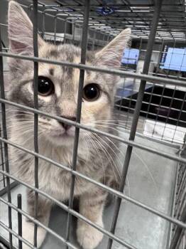 GANGLE -  Domestic Short Hair Cat for Adoption in Las Vegas, Nevada - GANGLE | PetCurious