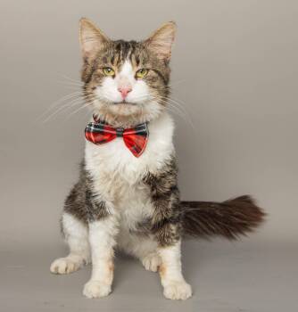 TONY STARK -  Domestic Short Hair Cat for Adoption in Wyandotte, Michigan - TONY STARK | PetCurious