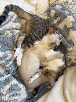 Siamese and Domestic Short Hair Cats Available for Adoption - POPPY (& KNOX) | PetCurious