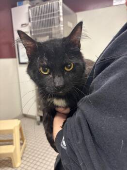 Domestic Medium Hair Cats Available for Adoption - Vanta | PetCurious